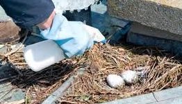 Stérilisation des œufs de goélands