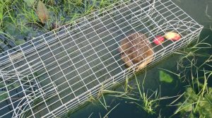 rat musqué piégé dans un cage